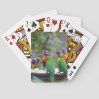 Farbenfrohe Regenbogen-Lorikeet-Papageien essen