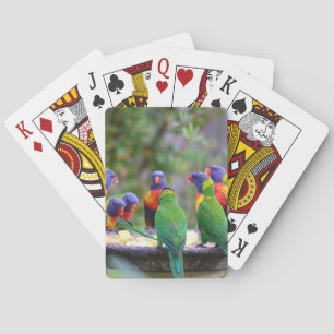 Farbenfrohe Regenbogen-Lorikeet-Papageien essen Spielkarten