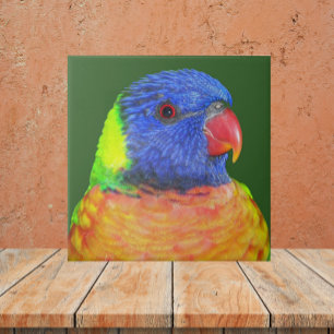 Farbenfrohe Regenbogen Lorikeet Parrot Foto Fliese