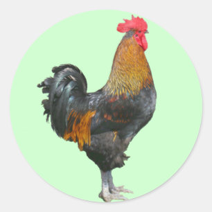 Farbenfrohe Rooster-Aufkleber Runder Aufkleber