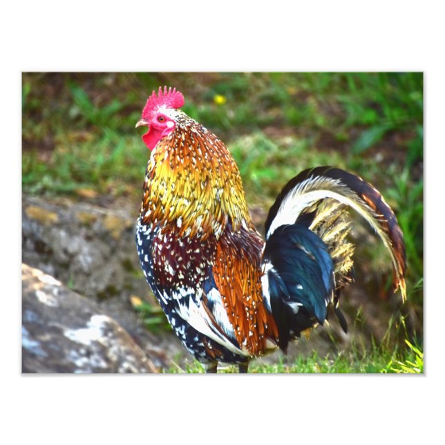 Farbenfrohe Rooster - Kauai, Hawaii Fotodruck (Vorne)