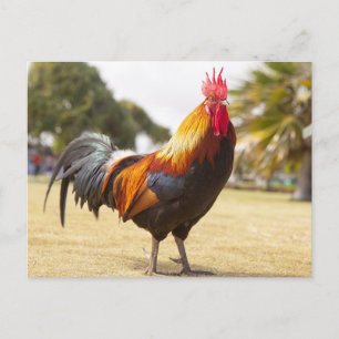 Farbenfrohe Rooster Stehend im Gras Postkarte