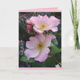 Farbenfrohe rosa Sparrieshoop Rose Grüße Karte