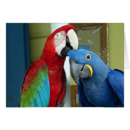 Farbenfrohe rote und blaue Macaws