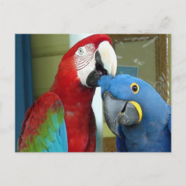 Farbenfrohe rote und blaue Macaws Postkarte