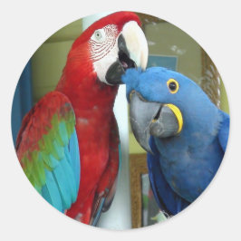 Farbenfrohe rote und blaue Macaws Runder Aufkleber
