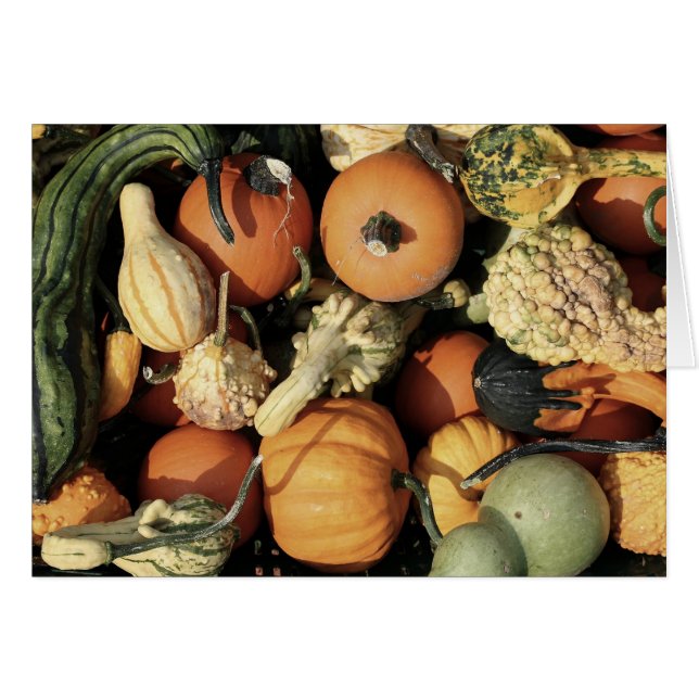 Farbenfrohe Sammlung von Herbstgürteln (Vorderseite (Horizontal))