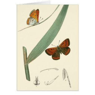 Farbenfrohe Schmetterlinge flattern um ein Blatt