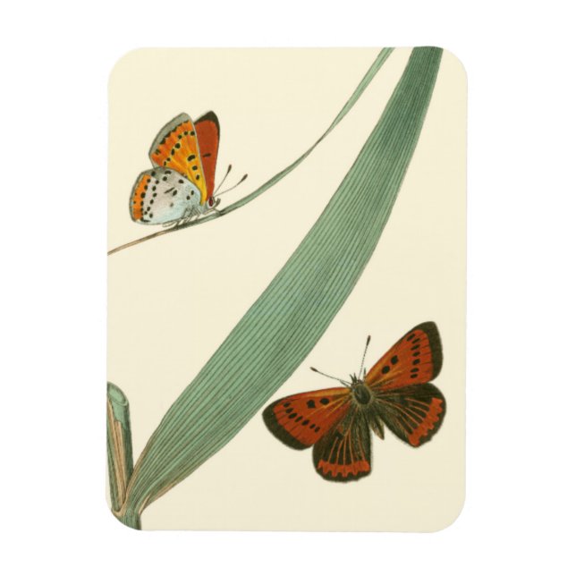 Farbenfrohe Schmetterlinge flattern um ein Blatt Magnet (Vertikal)