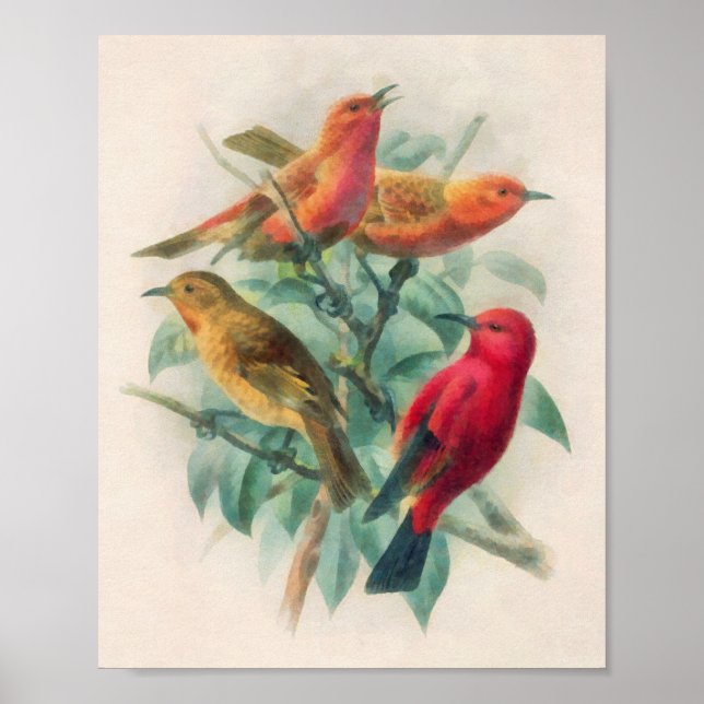 Farbenfrohe Schwangvögel und grüne Blätter Poster (Vorne)