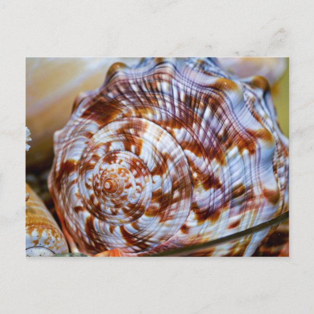 Farbenfrohe Seashell Postcard Postkarte (Vorderseite)