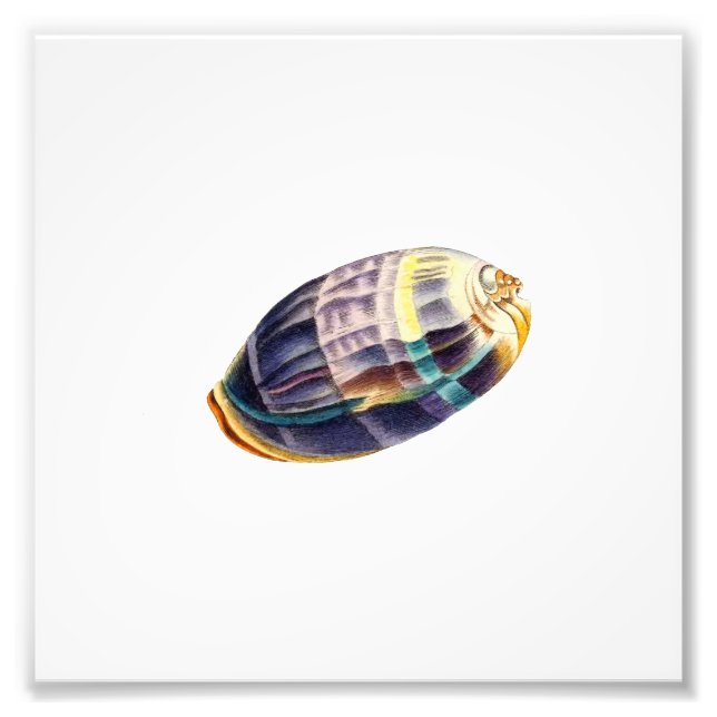 Farbenfrohe Seashell Sea Beach Wassersportler Fotodruck (Vorne)