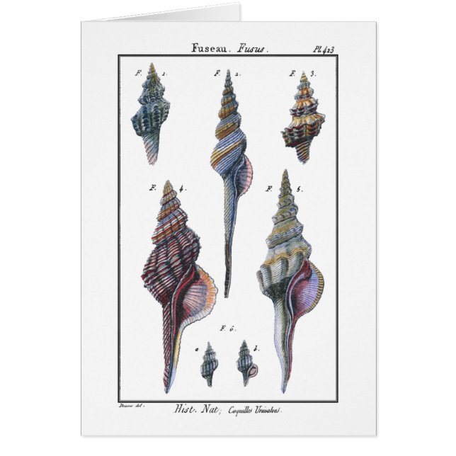 Farbenfrohe Seven Seashells (Vorne)