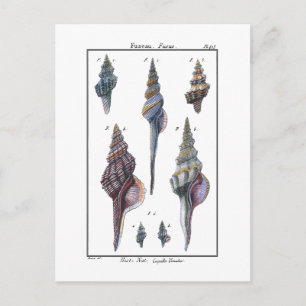 Farbenfrohe Seven Seashells Postkarte