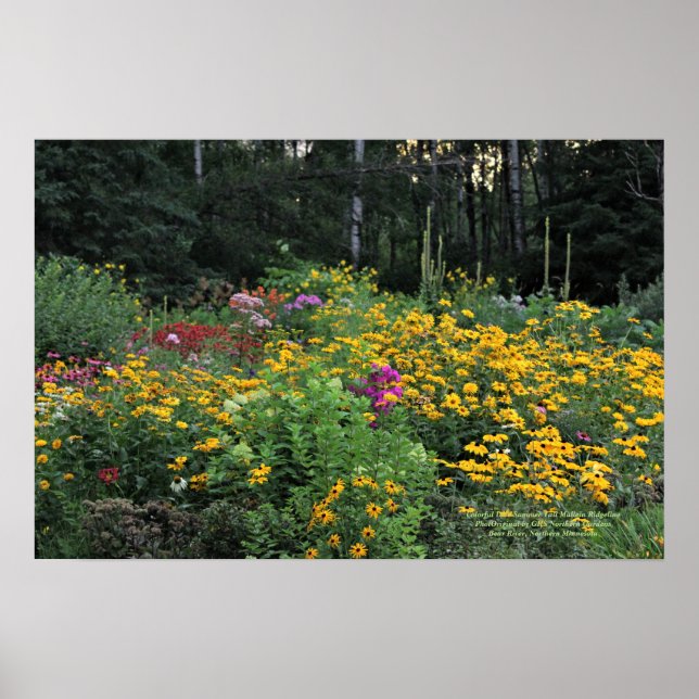 Farbenfrohe Spätsommer Tal Wilde Mullein Poster (Vorne)