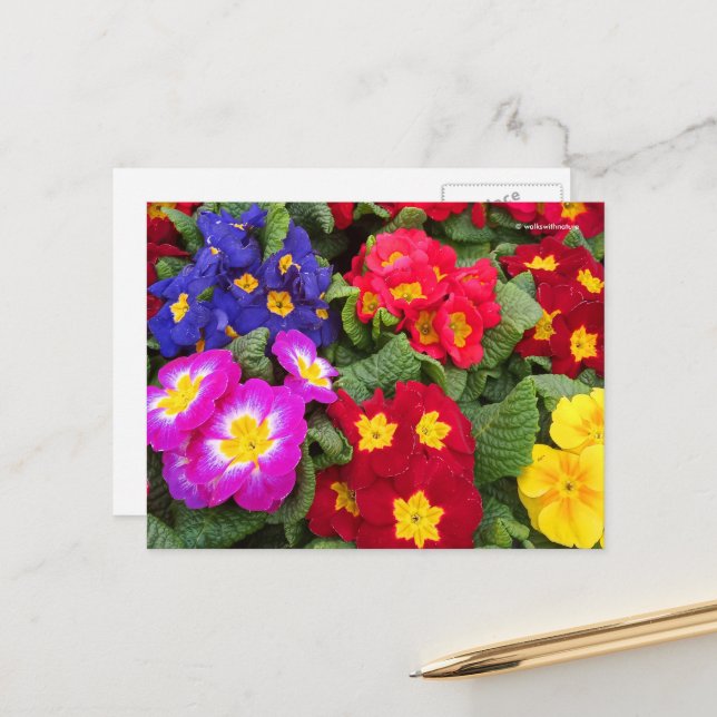 Farbenfrohe Springtime Floral Medley von Primulas Postkarte (Vorderseite/Rückseite Beispiel)