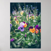 Farbenfrohe Stiefmütterchen im Sommergarten