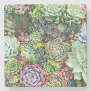 Farbenfrohe Sukkularität Steinuntersetzer