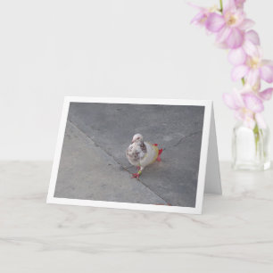 Farbenfrohe Taube im Kloster San Miguel Karte