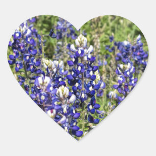 Farbenfrohe Texas Bluebonnets - Lupinus texensis Herz-Aufkleber