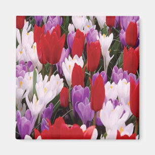 Farbenfrohe Tulip Blume Magnet