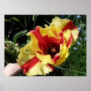 Farbenfrohe Tulip Macro Print Poster