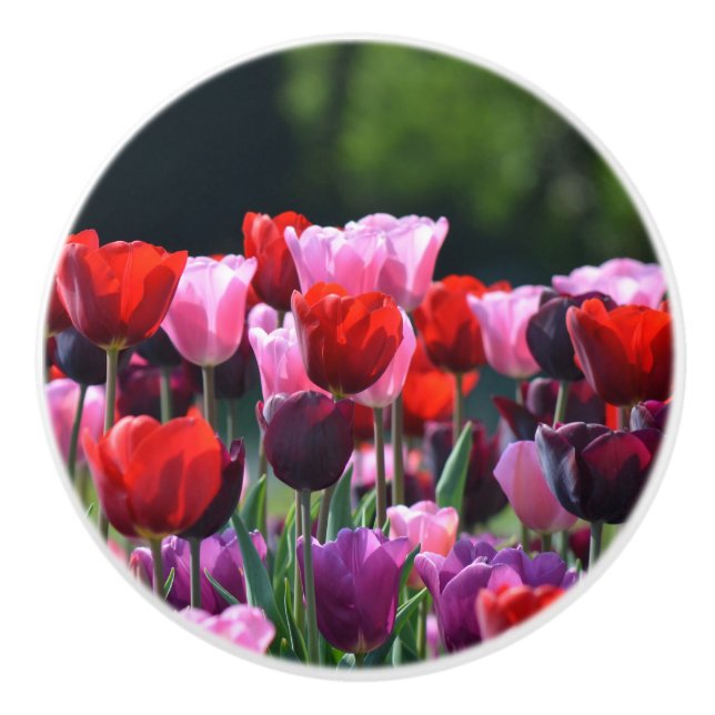 Farbenfrohe Tulips Dresser Knob Keramikknauf (Vorderseite)