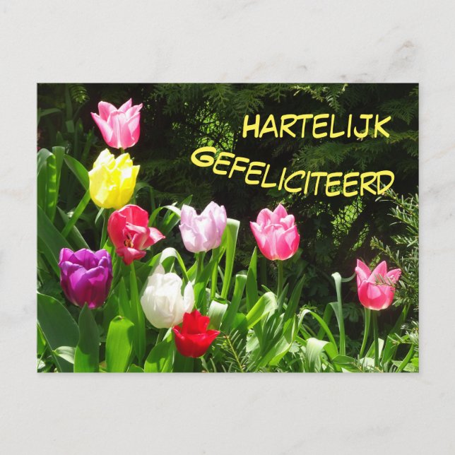 Farbenfrohe Tulips Happy Birthday Postcard Postkarte (Vorderseite)