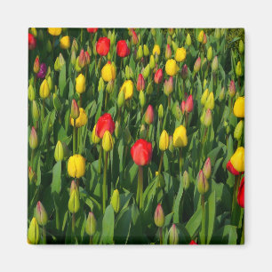 Farbenfrohe Tulissen Magnet