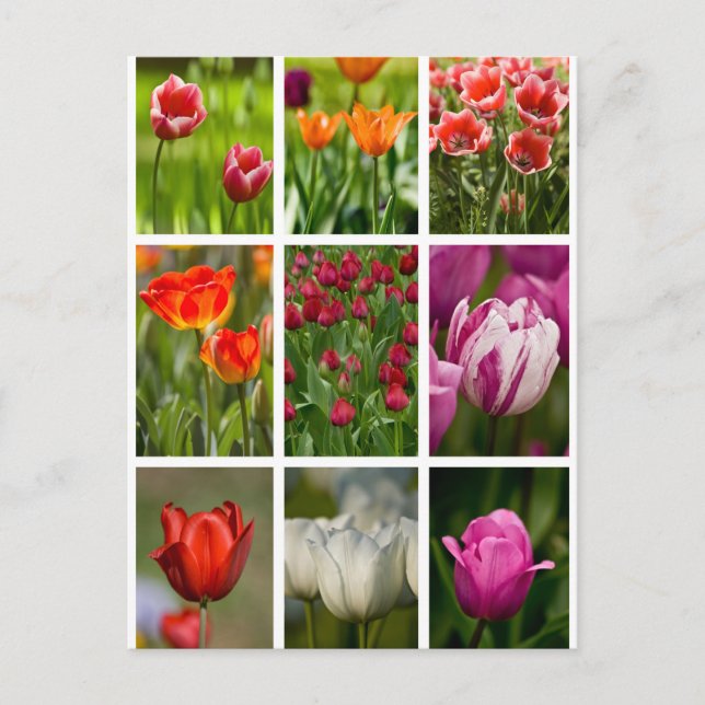 Farbenfrohe Tulissen Postkarte (Vorderseite)