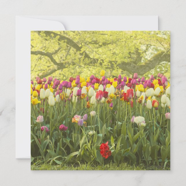 Farbenfrohe Tulpen im Park (Vorderseite)