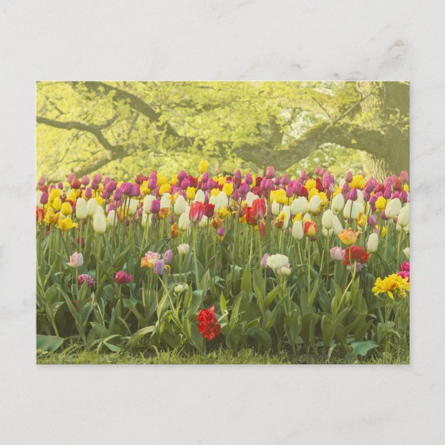 Farbenfrohe Tulpen im Park 2 Postkarte (Vorderseite)
