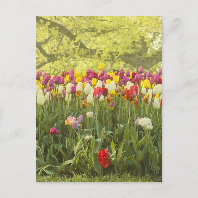 Farbenfrohe Tulpen im Park Postkarte (Vorderseite)