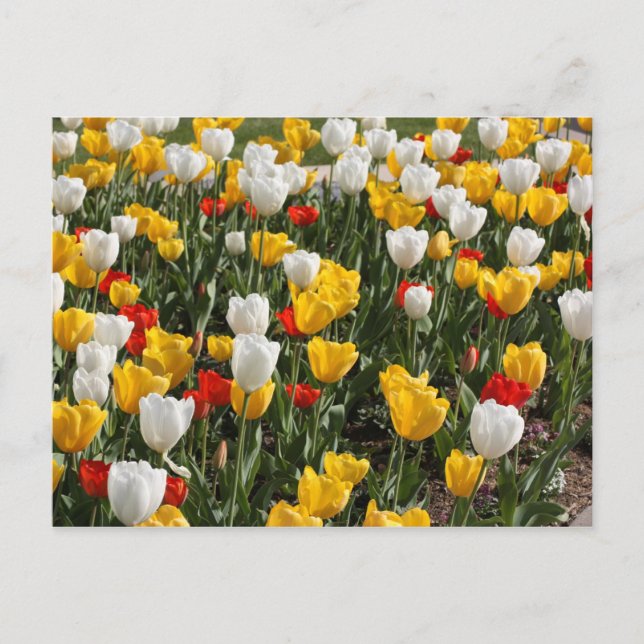 Farbenfrohe Tulpen, rot und gelb Postkarte (Vorderseite)