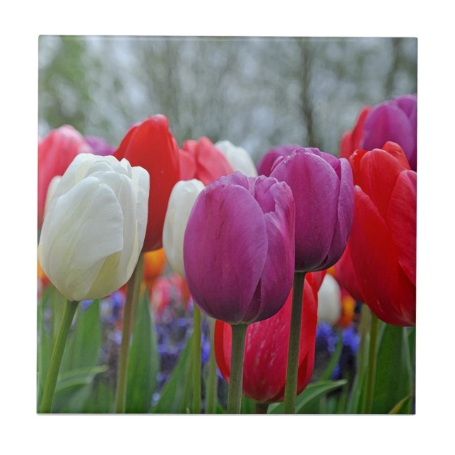 Farbenfrohe Tulpen Schönheit Fliese (Vorderseite)