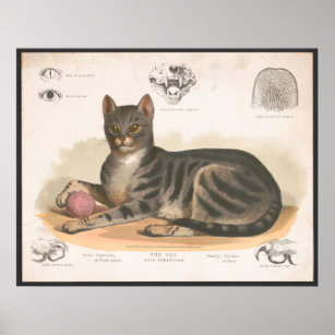 Farbenfrohe Vintage KatzenIllustration Kunst, Dich Poster