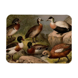 Farbenfrohe Vintage-Malerei von Enten Magnet
