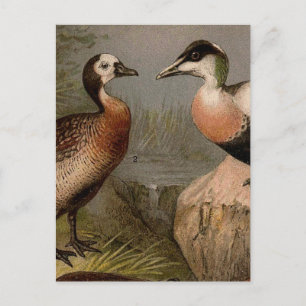 Farbenfrohe Vintage-Malerei von Enten Postkarte