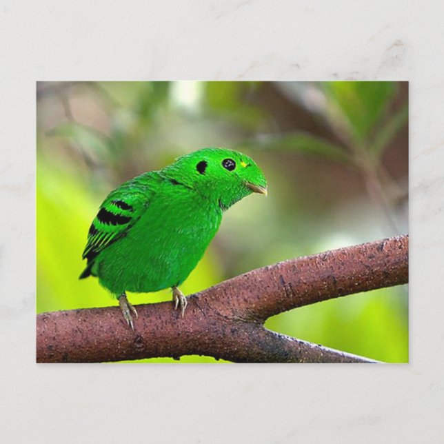 Farbenfrohe Vögel Postkarte (Vorderseite)