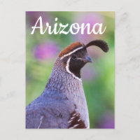Farbenfrohe Wachtel, Arizona