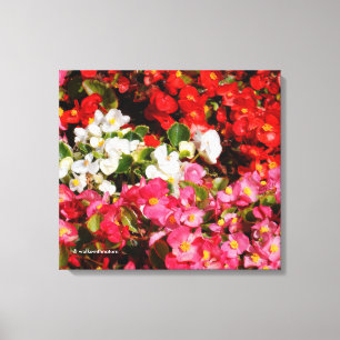 Farbenfrohe Wax Begonias Leinwanddruck