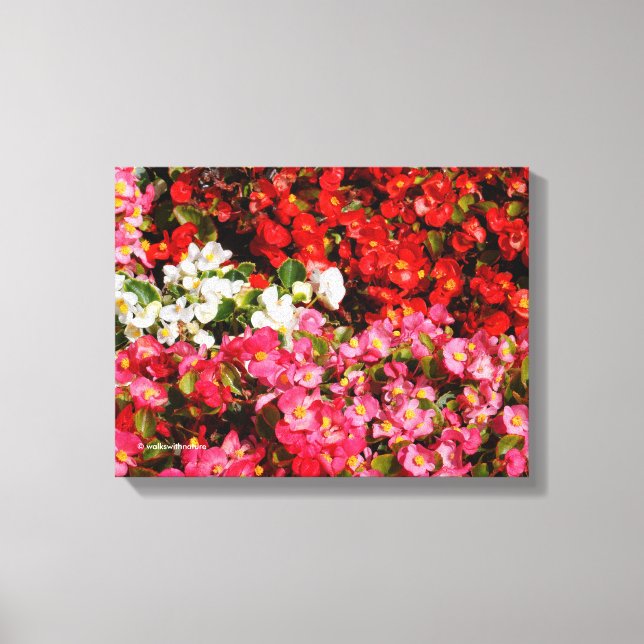 Farbenfrohe Wax Begonias Leinwanddruck (Vorderseite)