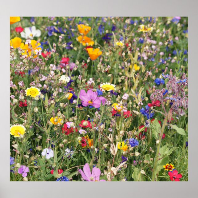 Farbenfrohe Wildblume Wiese, lebendiges Muster. Poster (Vorne)