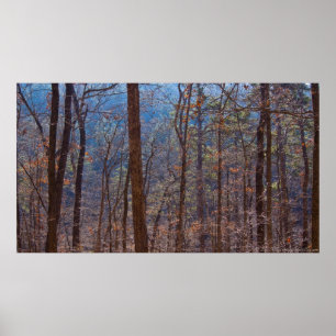 Farbenfrohe Winterwälder bei Morgendämmern Poster