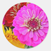Farbenfrohe Zinnia-Blume