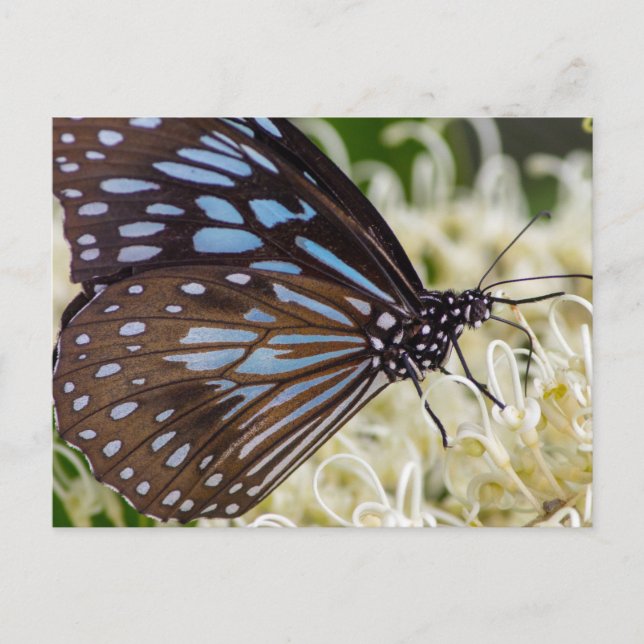Farbenfroher Besucher Postkarte (Vorderseite)