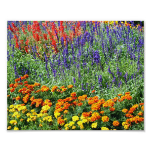 Farbenfroher Blumengarten 10x8 Fotodruck