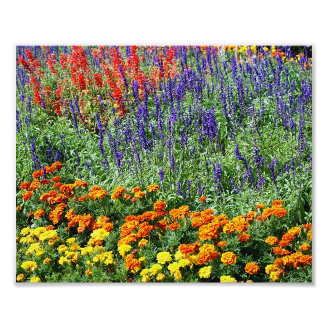 Farbenfroher Blumengarten 10x8 Fotodruck (Vorne)