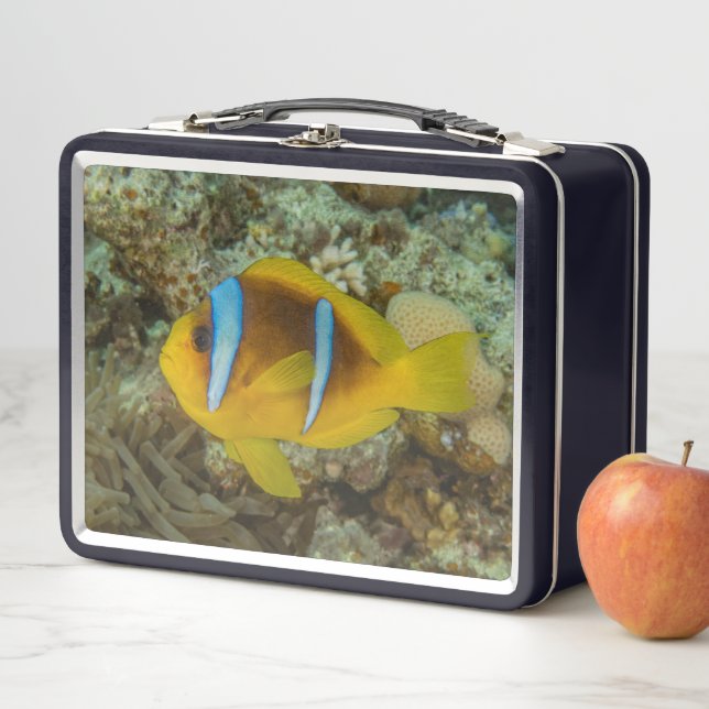 Farbenfroher Fisch Schwimmen im Roten Meer Eilat I Metall Brotdose (Beispiel)