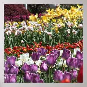 Farbenfroher Frühlingsholzgarten, Elisabeth Park Poster